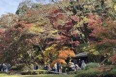 【東山植物園・紅葉】奥池に映る神秘的な“逆さもみじ”!真っ赤に色づく紅葉園遊会ツアー
