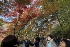 【東山植物園・紅葉】奥池に映る神秘的な“逆さもみじ”!真っ赤に色づく紅葉園遊会ツアー