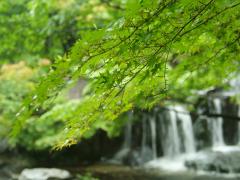 Atsuta Shrine & Shirotori Garden Tour