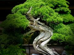 Bonsai & Sencha Tea Experience in NAGOYA