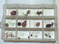 【生物観察・タネ拾い】ドーナツ状、空飛ぶ羽根、ベル状の種や実たち!ふしぎなタネの世界。〈鶴舞公園編〉