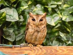 Nagoya Activity Tour