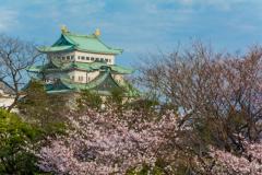 名古屋城　桜