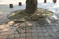 【都市公園】最近の街路樹の流行りを知ってる?都市緑化の専門家と見る、都心のオアシス久屋大通公園周辺の緑化事情