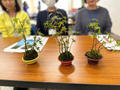 盆栽体験