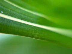 【生物観察】ルーペで覗く小さく美しい世界!春の園芸植物と野生植物〈久屋大通庭園フラリエとその周辺編〉