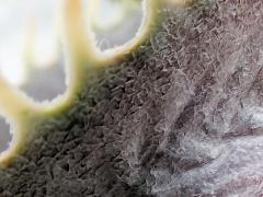【生物観察】毒!危険!こわ~い植物ツアー〈東山植物園編〉