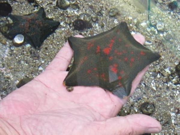 名古屋港水族館ボランティア